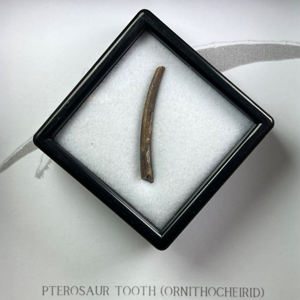 Pterosaur Tooth (Ornithocheirid)