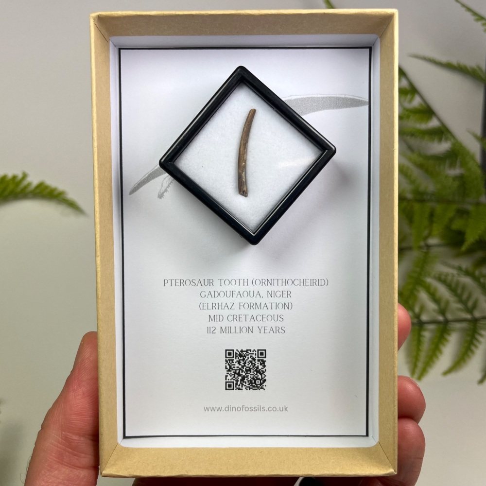 Pterosaur Tooth (Ornithocheirid)