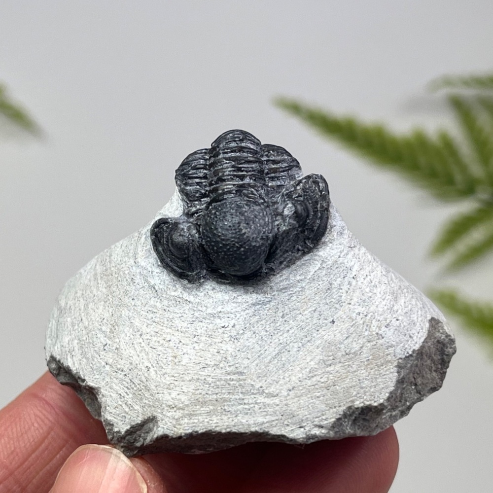 Trilobite (Proetid)
