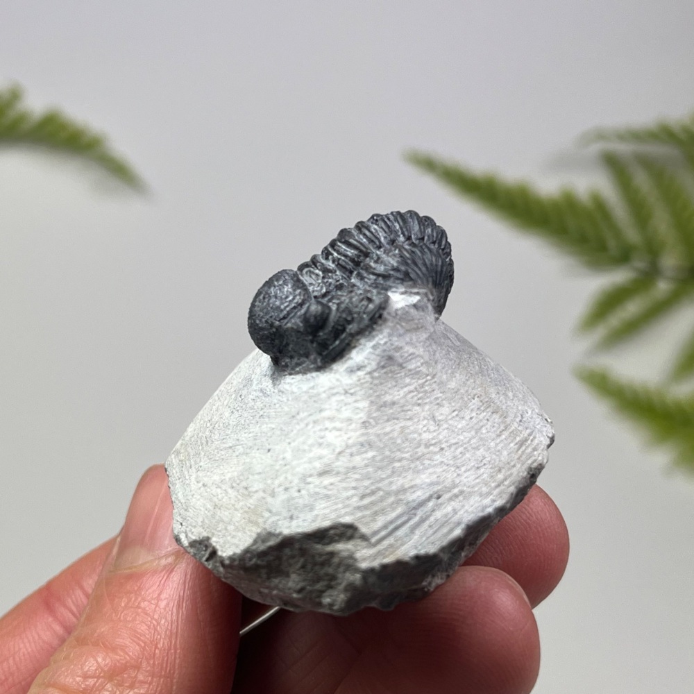 Trilobite (Proetid)