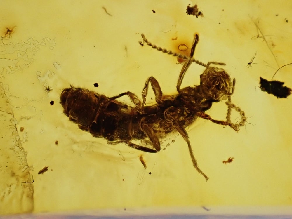 Baltic Amber with nice Termite Inclusion
