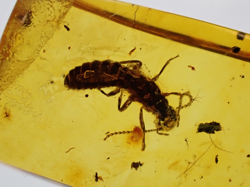 Baltic Amber with nice Termite Inclusion