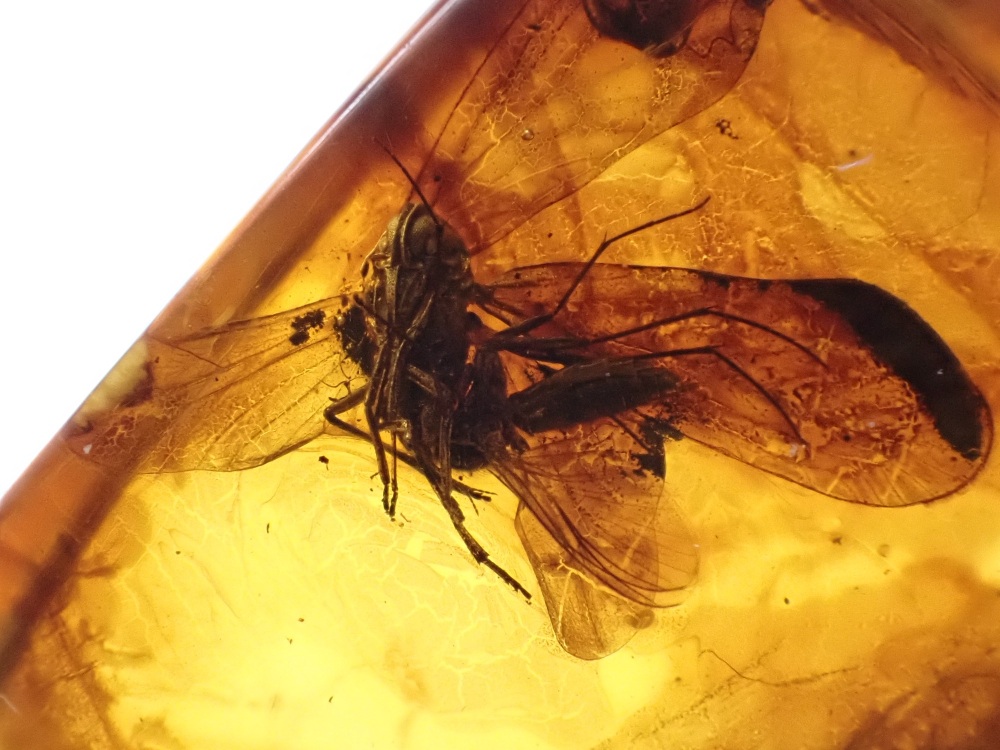 Baltic Amber with Planthopper Inclusion