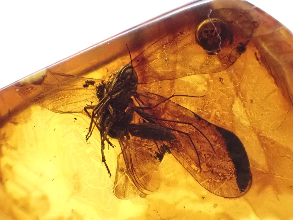 Baltic Amber with Planthopper Inclusion