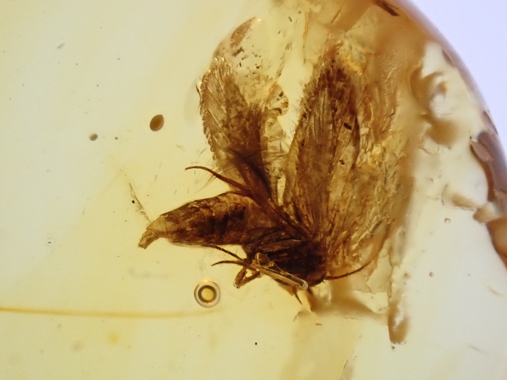 Baltic Amber with a Moth Inclusion