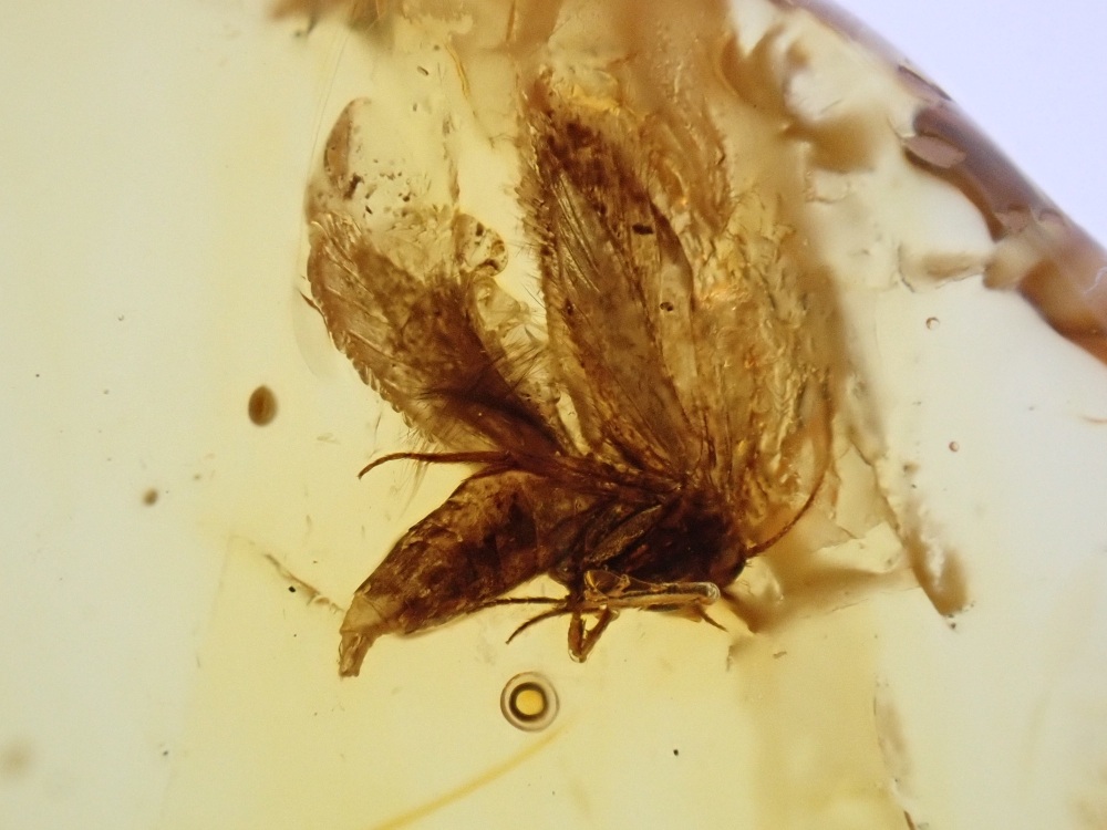 Baltic Amber with a Moth Inclusion