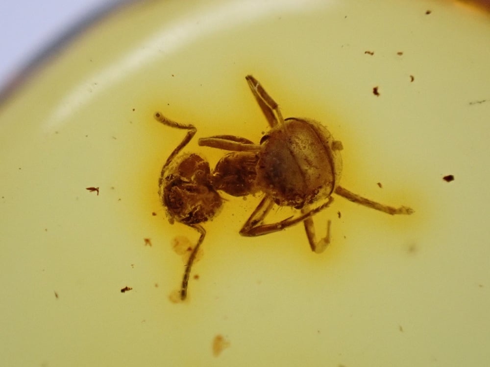Baltic Amber with Ant Inclusion
