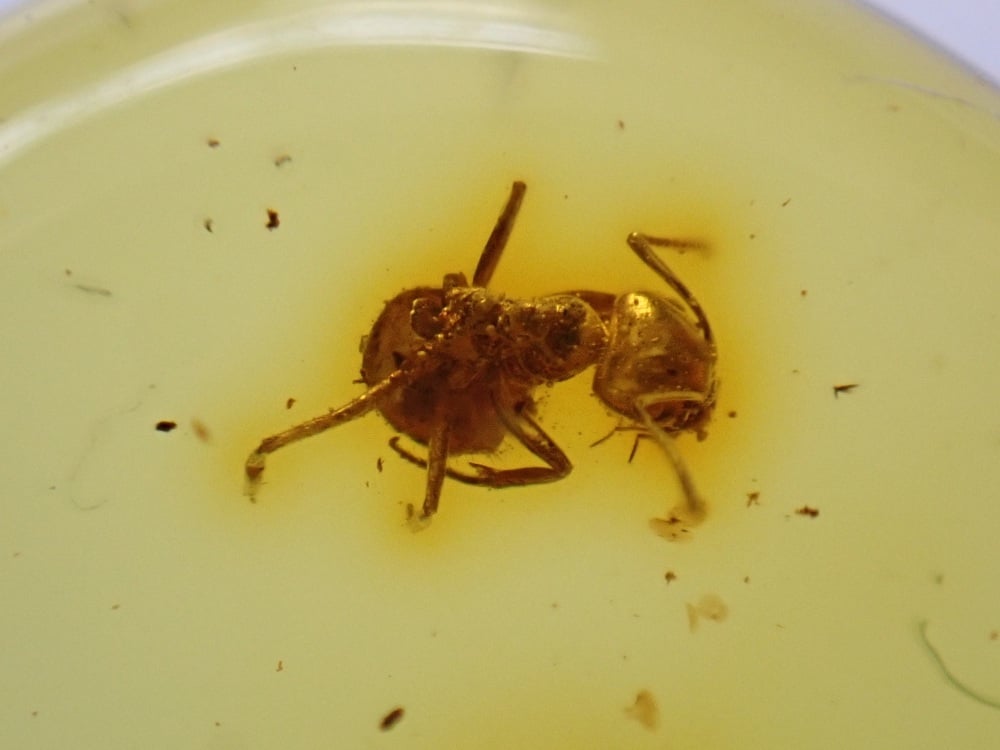 Baltic Amber with Ant Inclusion