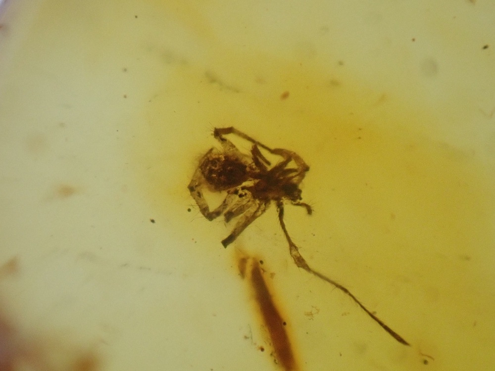 Baltic Amber with Spider Inclusion