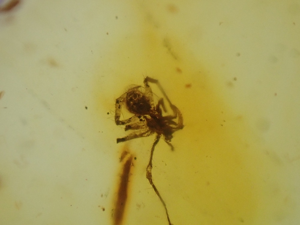 Baltic Amber with Spider Inclusion