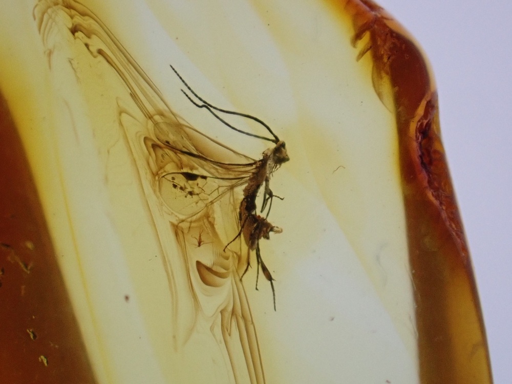 Baltic Amber with Wasp Inclusion