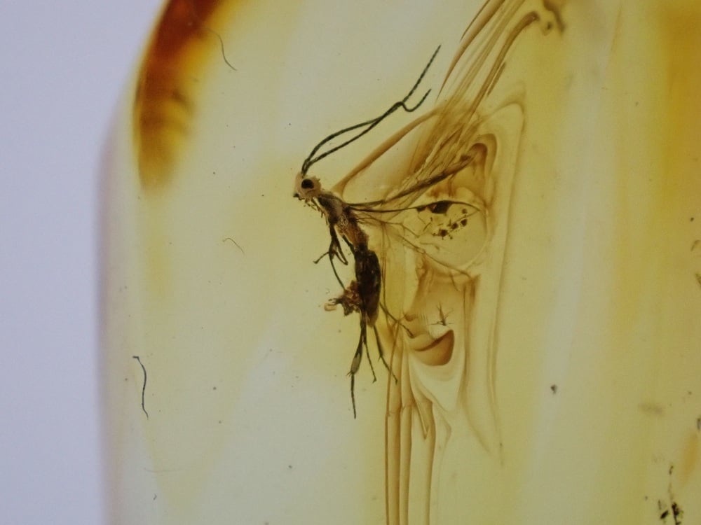 Baltic Amber with Wasp Inclusion