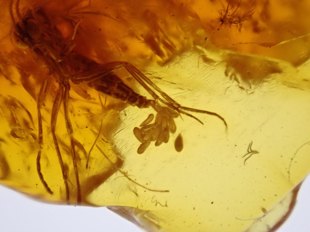Baltic Amber with a Rare Fungus Gnat Laying Eggs