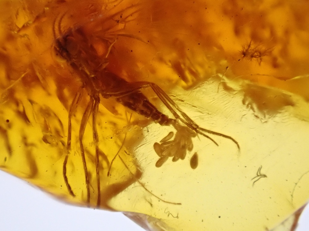 Baltic Amber with a Rare Fungus Gnat Laying Eggs