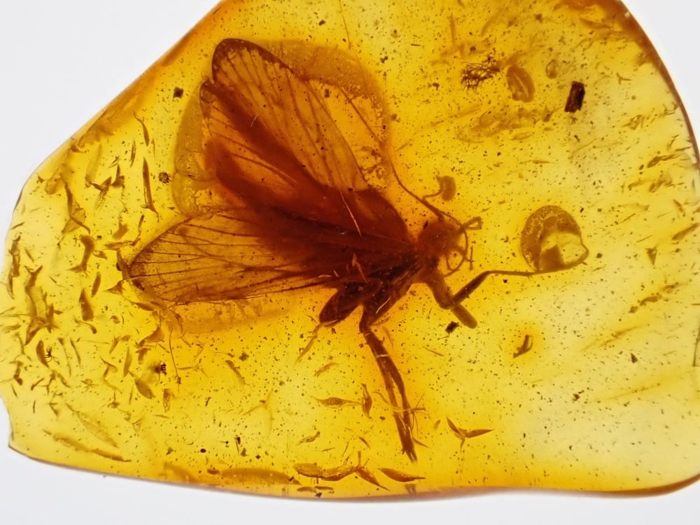 Baltic Amber with Caddisfly Inclusion