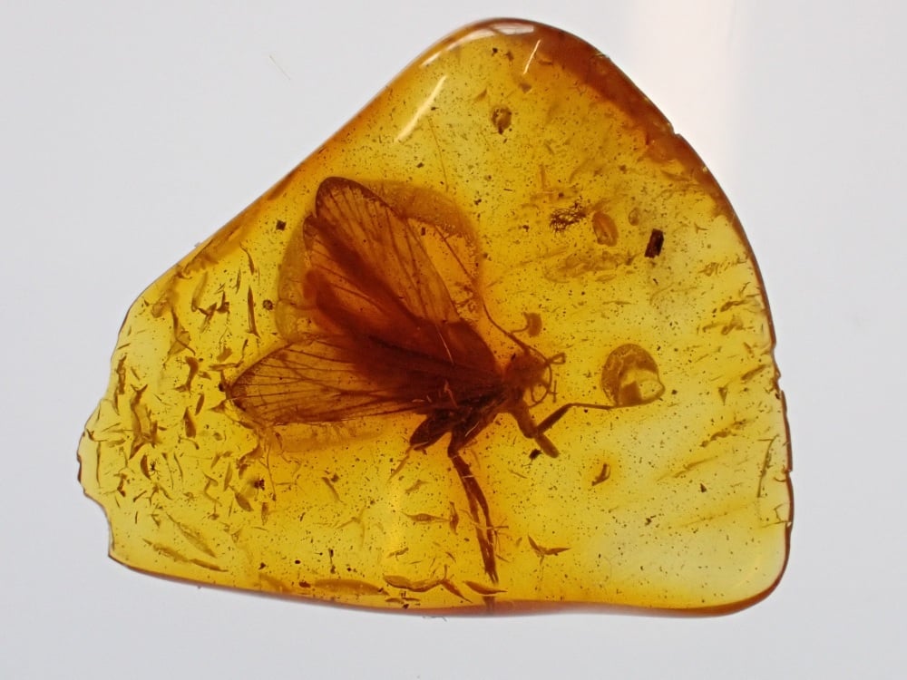Baltic Amber with Caddisfly Inclusion