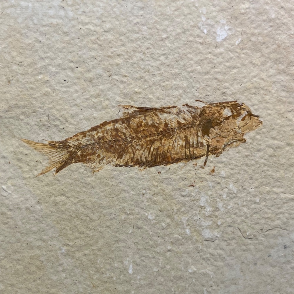 Fossil Fish (Knightia)
