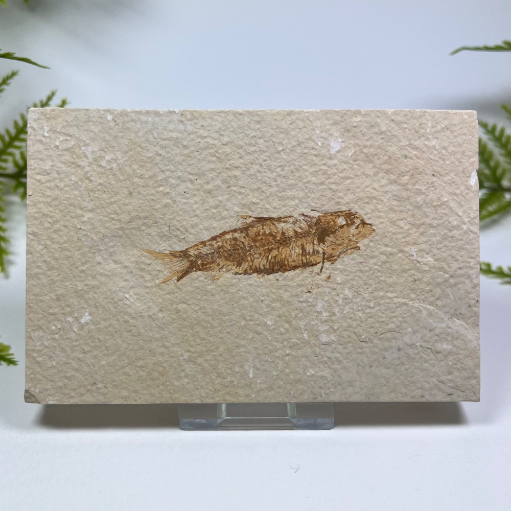 Fossil Fish (Knightia)