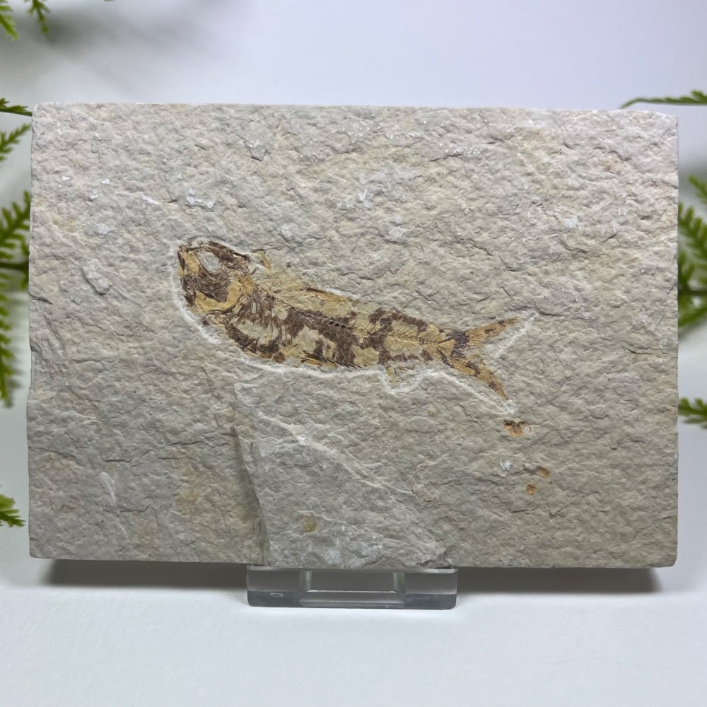 Fossil Fish (Knightia)