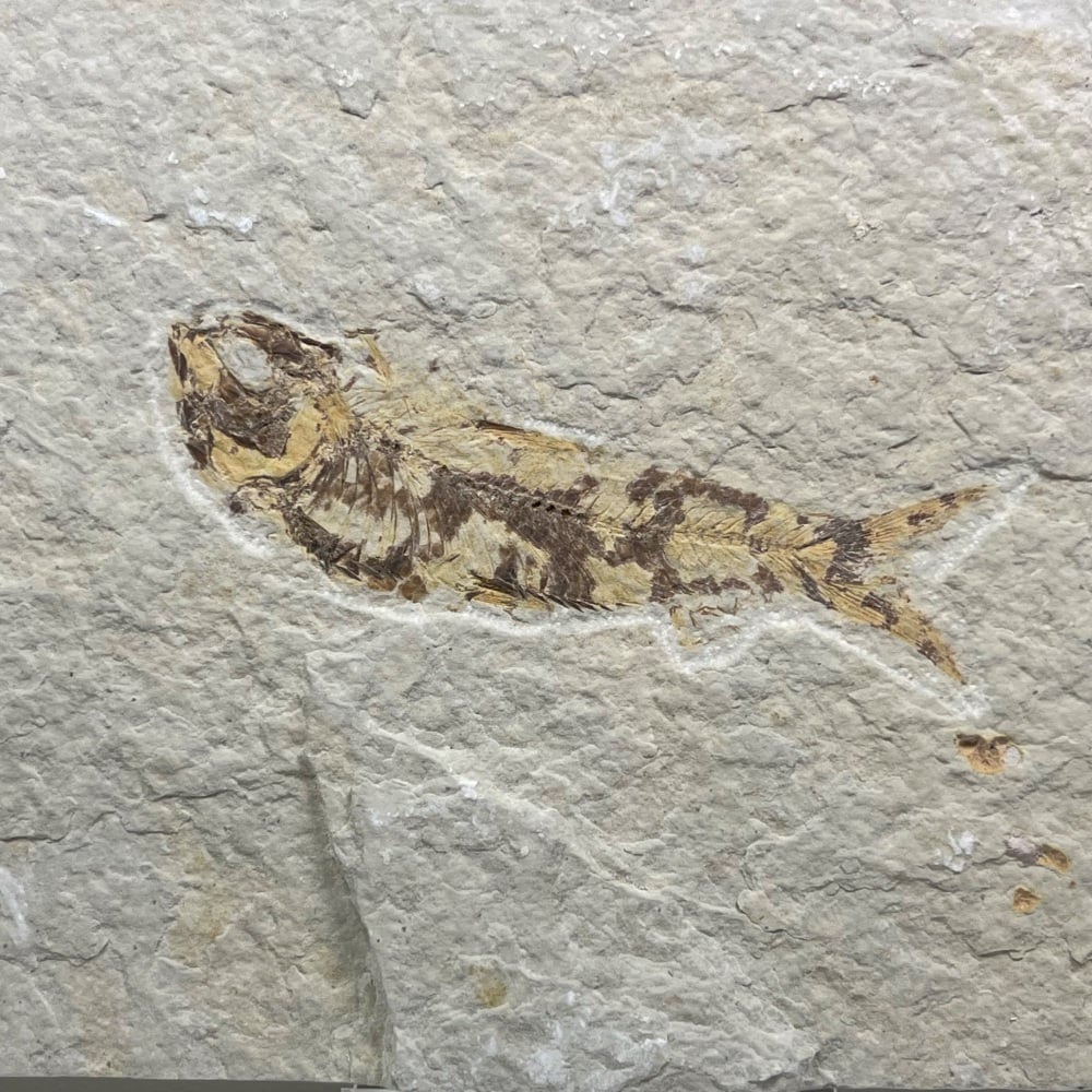 Fossil Fish (Knightia)