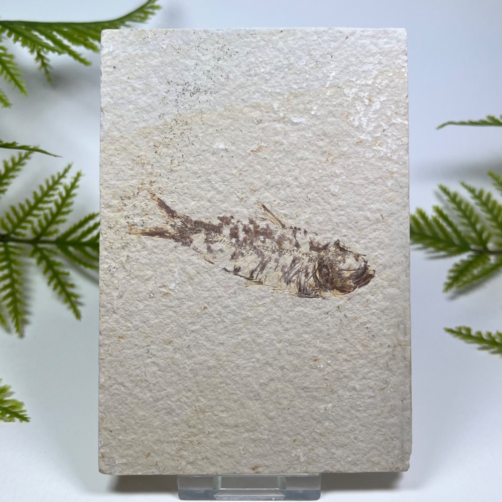 Fossil Fish (Knightia)