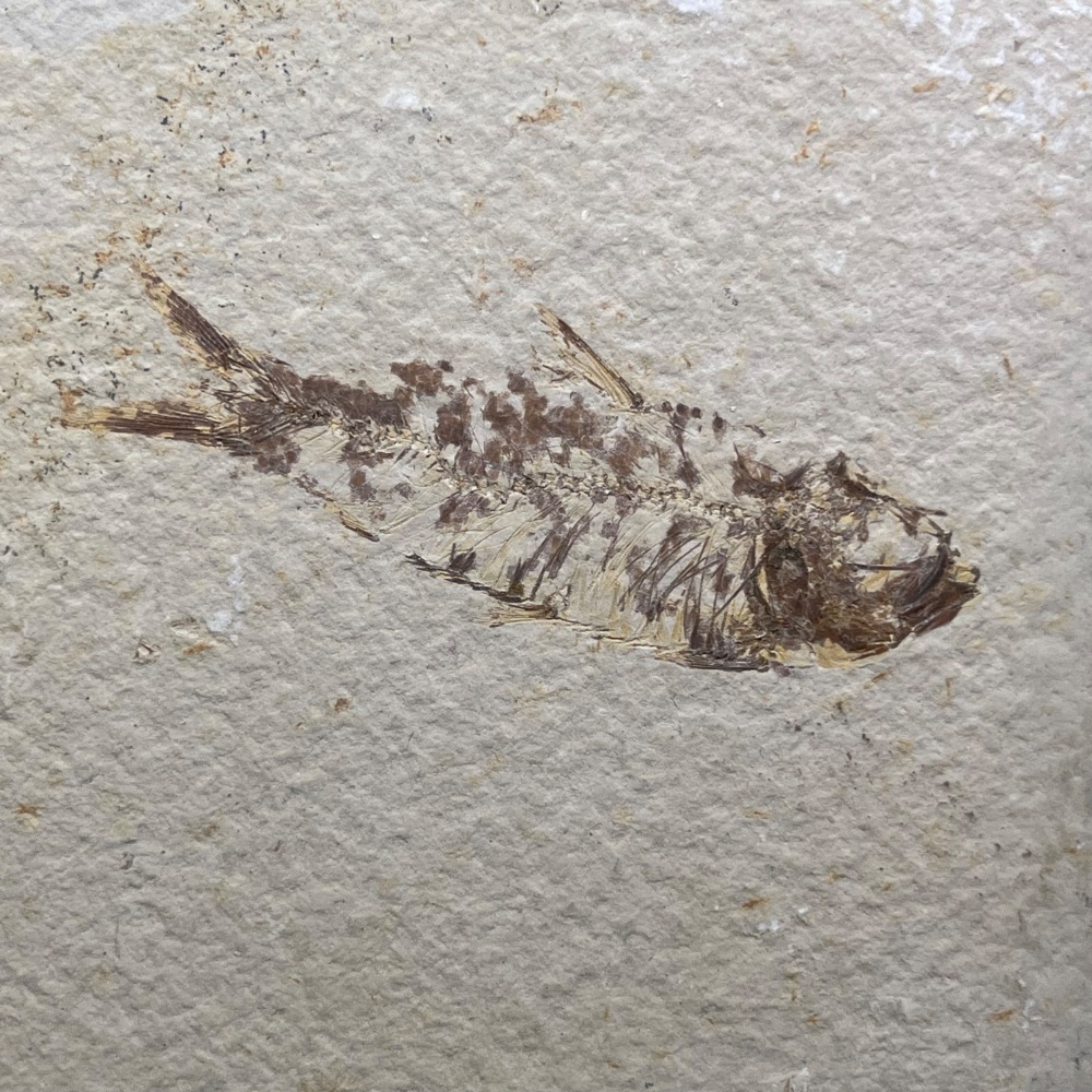Fossil Fish (Knightia)