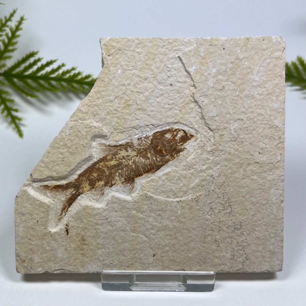 Fossil Fish (Knightia)