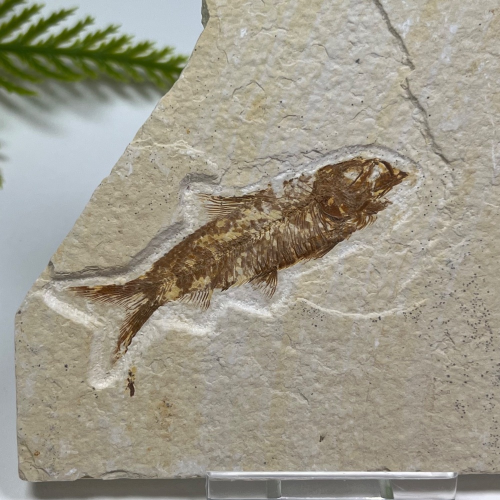 Fossil Fish (Knightia)