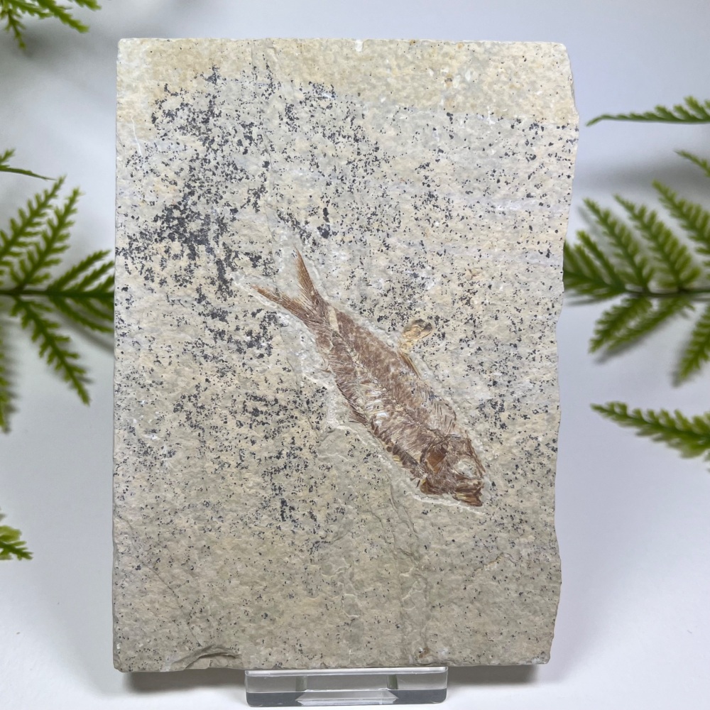 Fossil Fish (Knightia)
