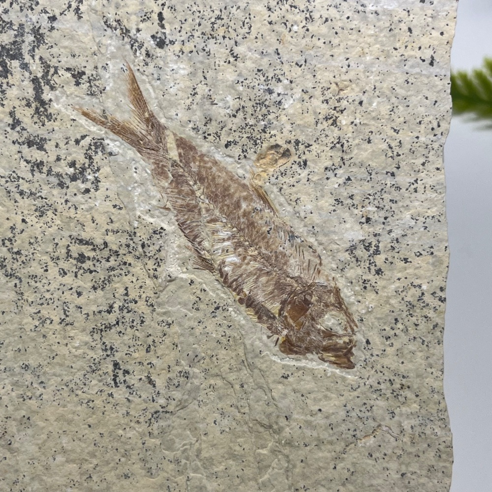 Fossil Fish (Knightia)