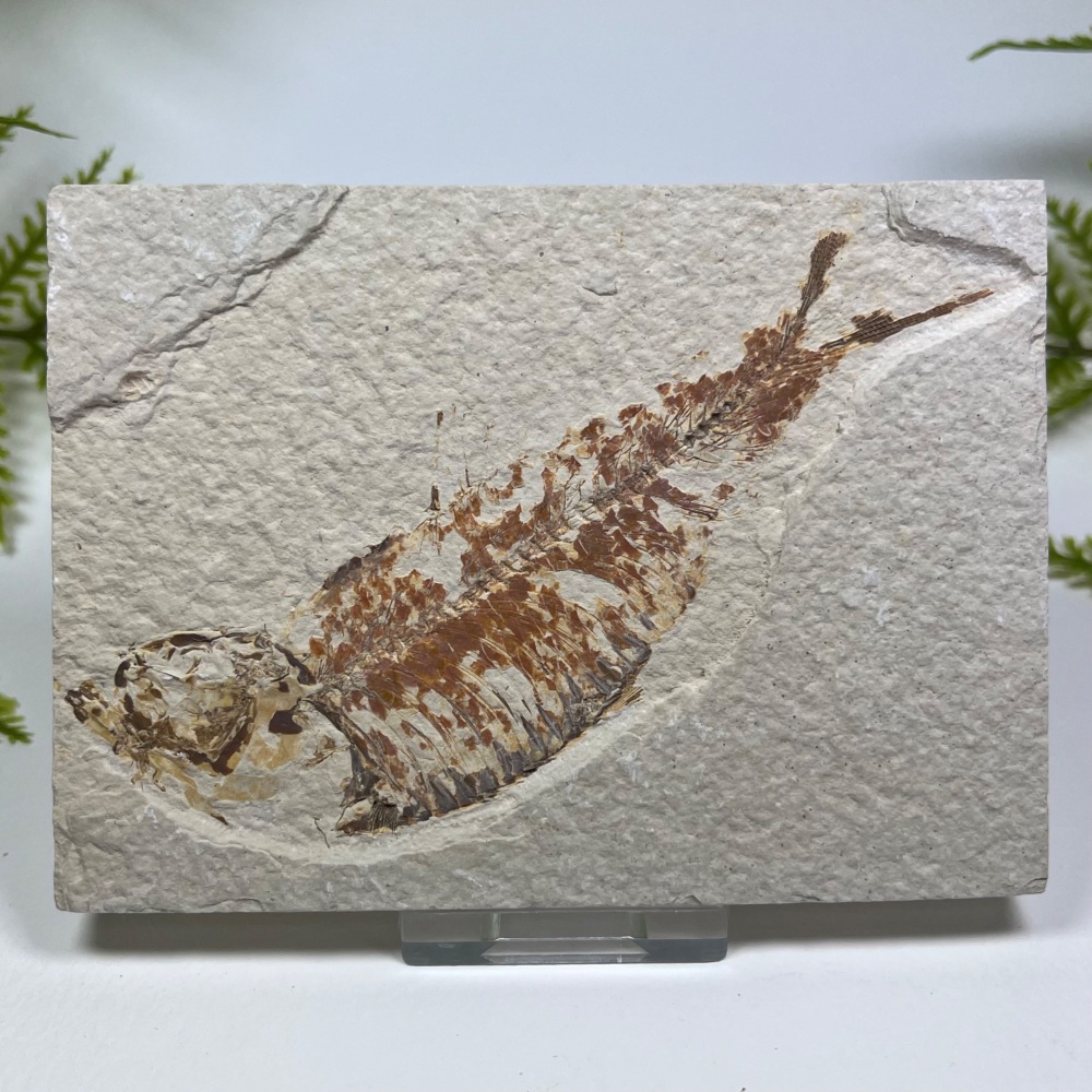 Fossil Fish (Knightia) - 50 Million Years Old