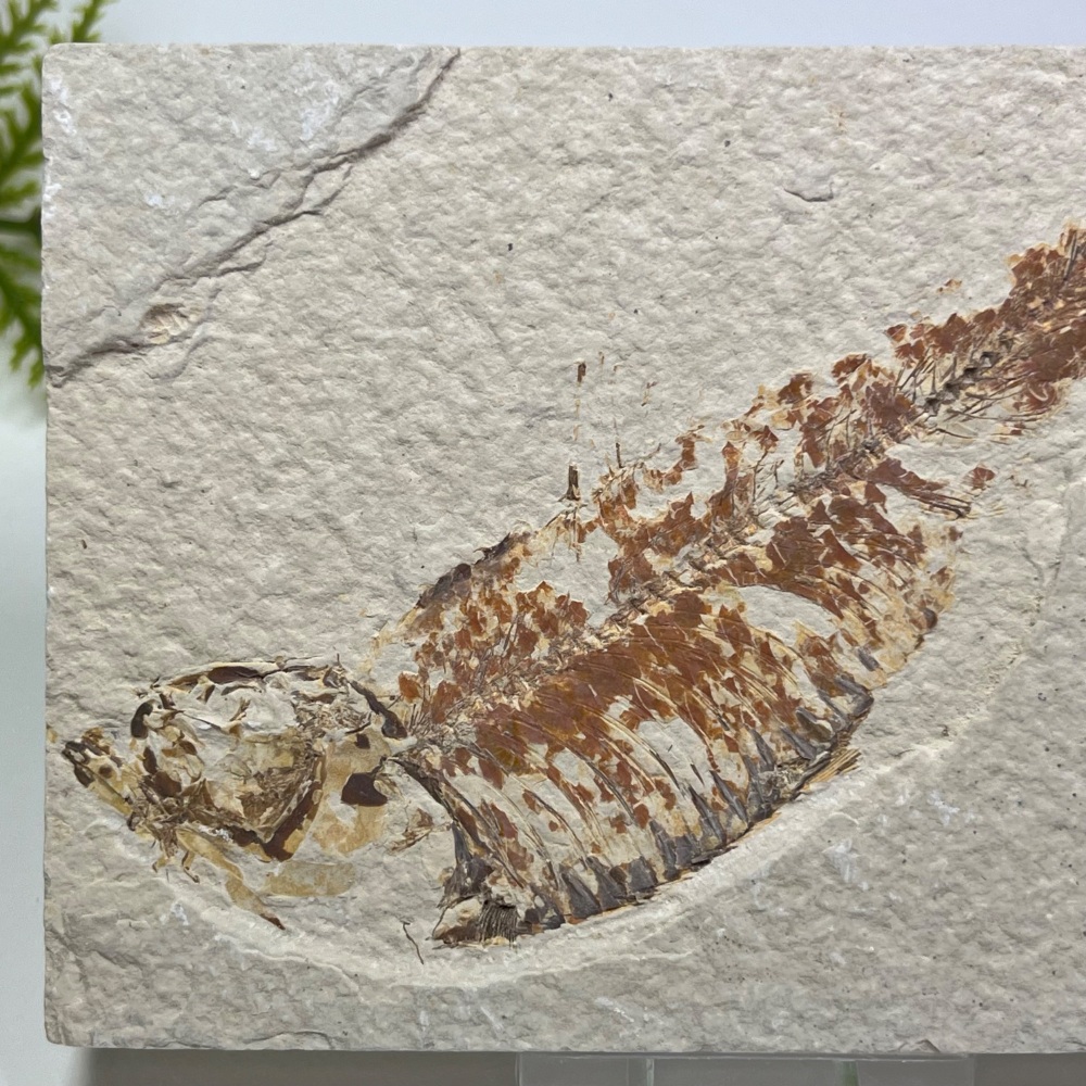 Fossil Fish (Knightia) - 50 Million Years Old