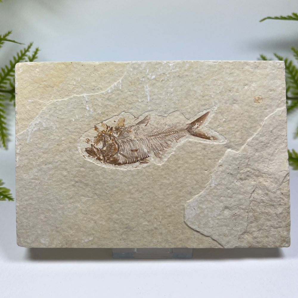 Fossil Fish (Diplomystus) - 50 Million Years Old