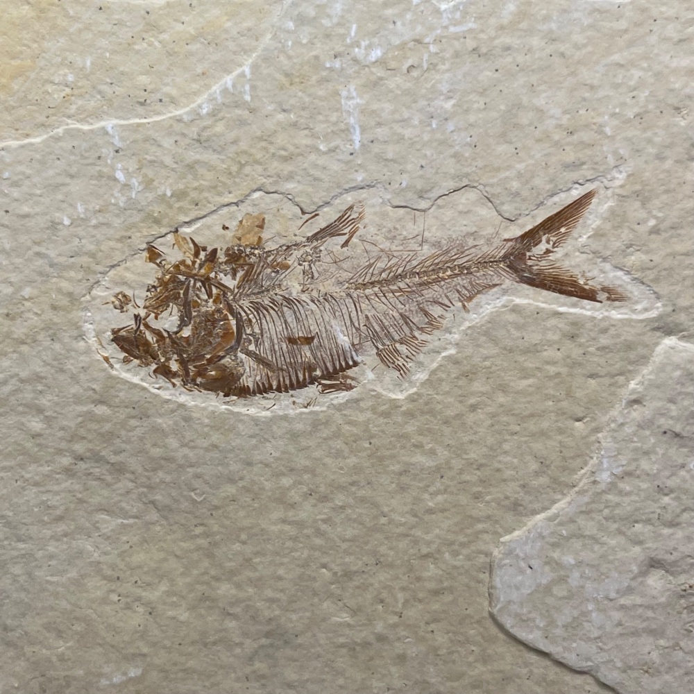 Fossil Fish (Diplomystus) - 50 Million Years Old