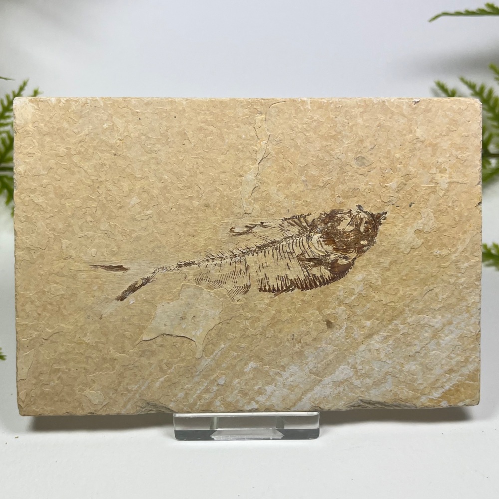 Fossil Fish (Diplomystus) - 50 Million Years Old
