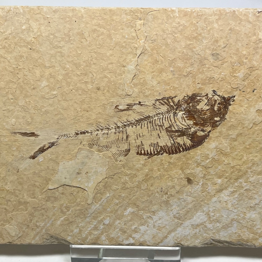 Fossil Fish (Diplomystus) - 50 Million Years Old