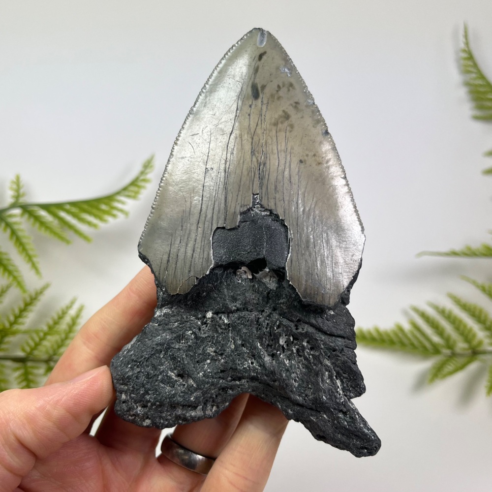 Megalodon Tooth