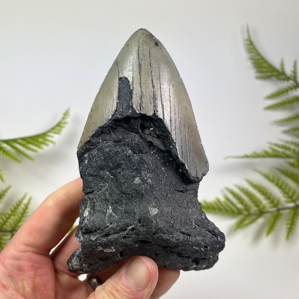 Megalodon Tooth