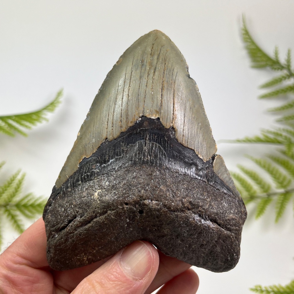Megalodon Tooth