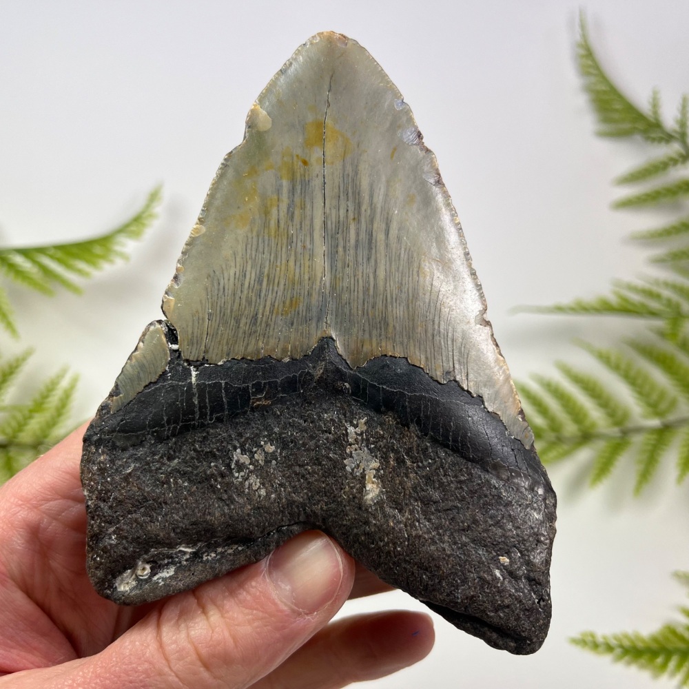 Megalodon Tooth