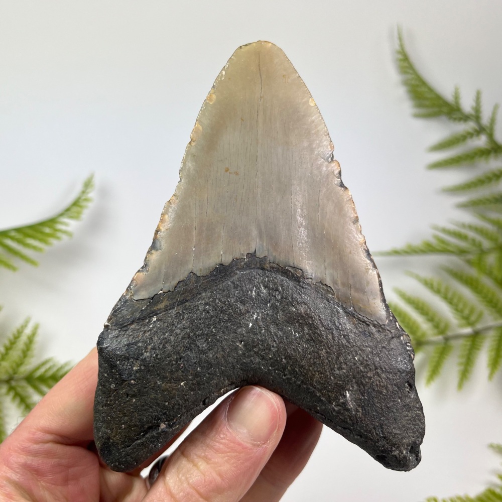 Megalodon Tooth