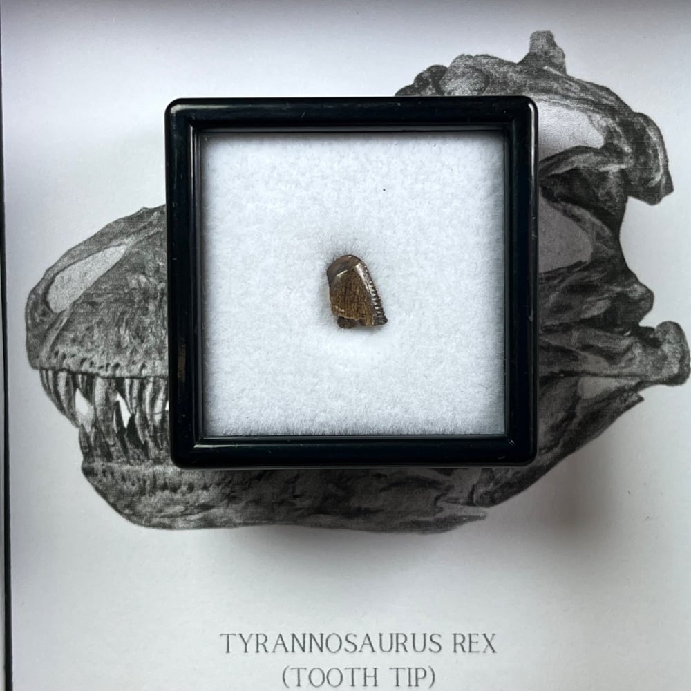 Tyrannosaurus rex Tooth Tip