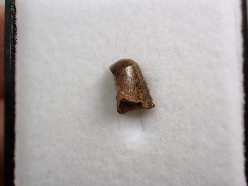 Tyrannosaurus rex Tooth Tip
