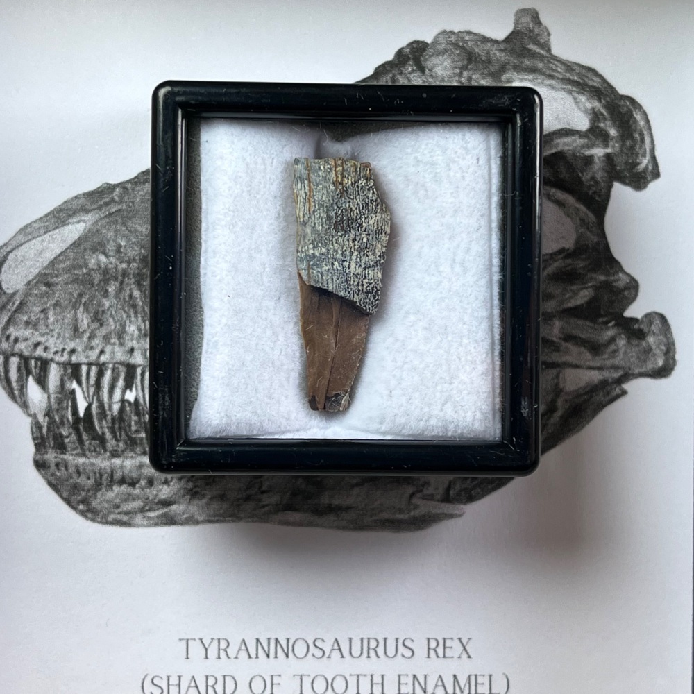 Tyrannosaurus rex Tooth Enamel