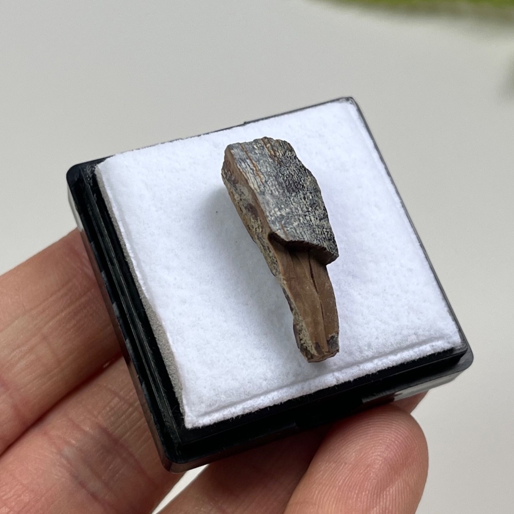 Tyrannosaurus rex Tooth Enamel