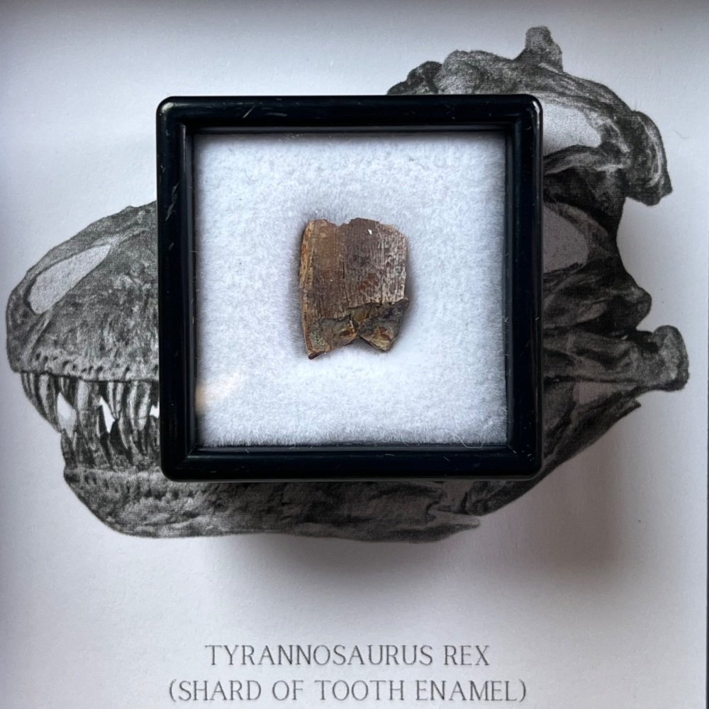 Tyrannosaurus rex Tooth Enamel