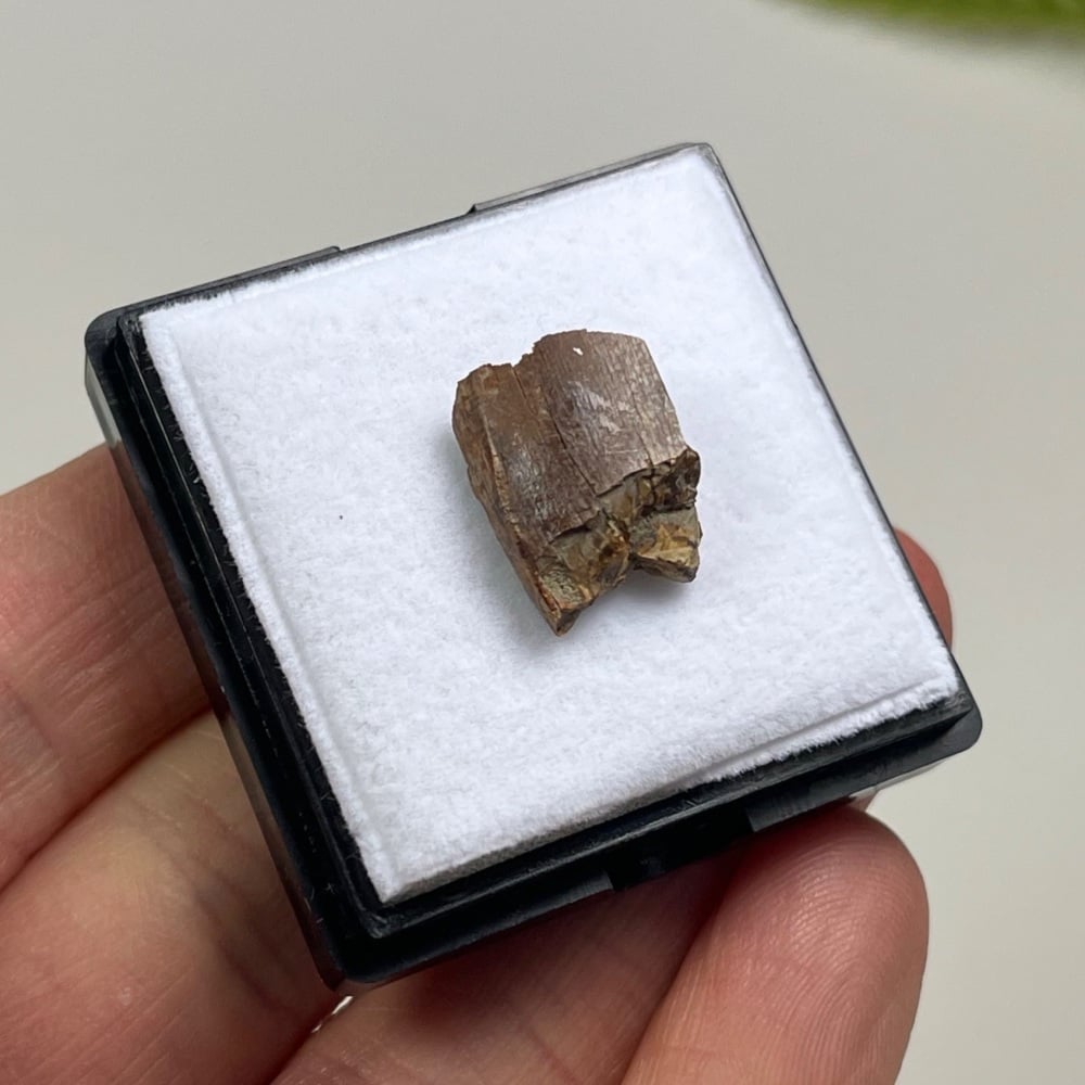 Tyrannosaurus rex Tooth Enamel