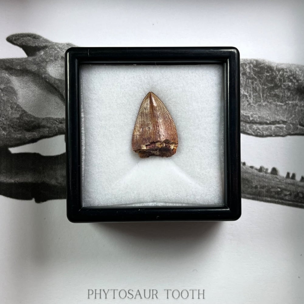 Phytosaur Tooth