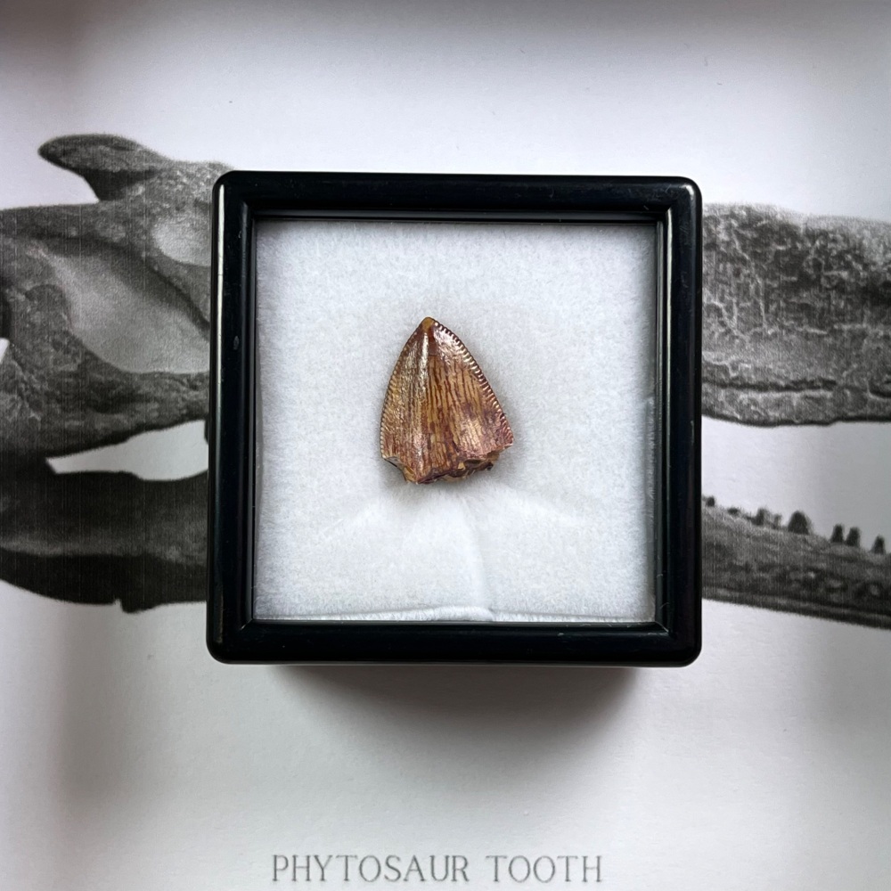 Phytosaur Tooth