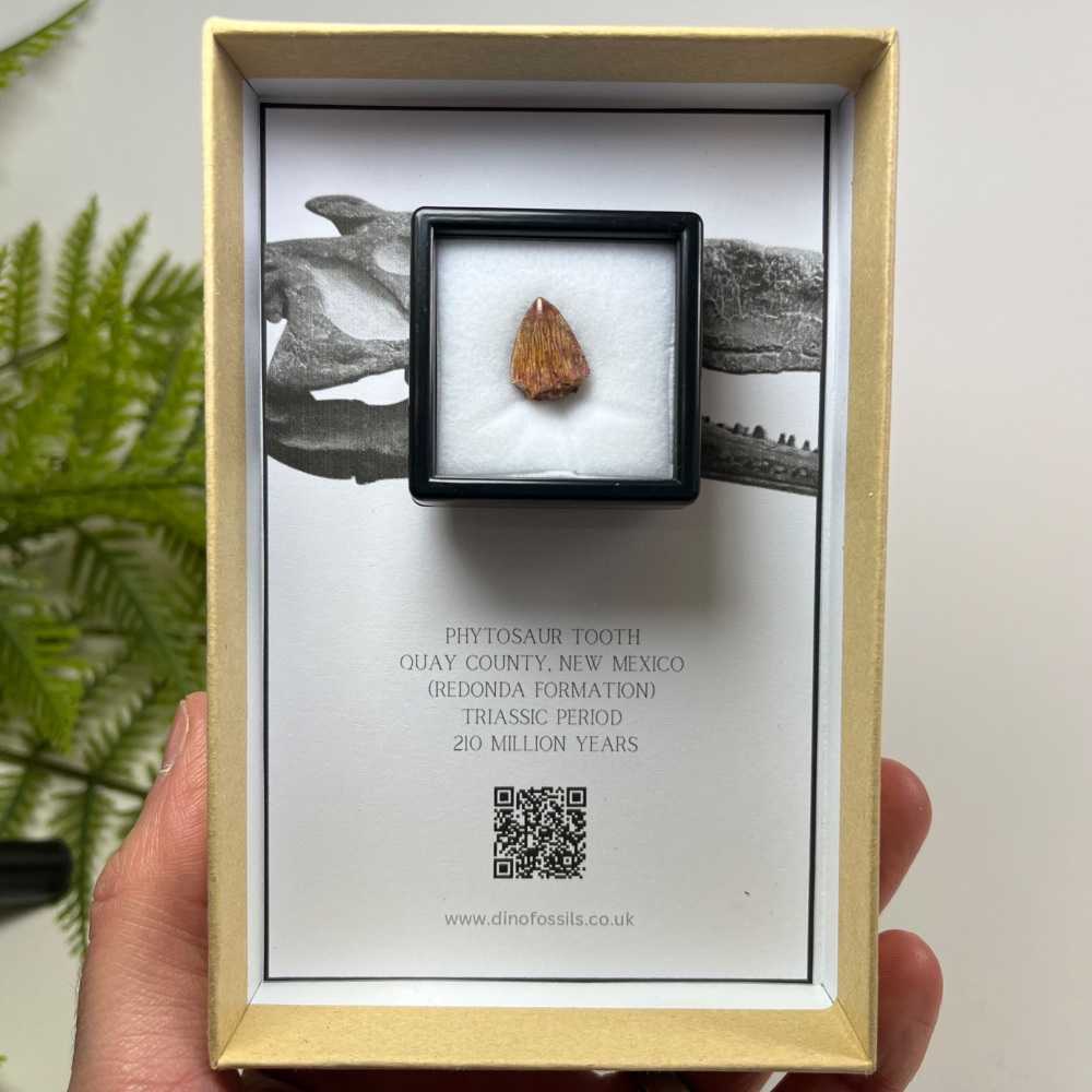 Phytosaur Tooth